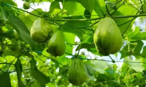 கூடலூரில் சவ்சவ் காய்கறி விளைச்சல் அதிகரிப்பு - விவசாயிகள் மகிழ்ச்சி