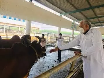 ஒரே ஆண்டில் ஒரு கோடி ரூபாய் லாபம் ஈட்டித் தந்த செயற்கை ரக மாடுகள் ஒரே ஆண்டில் ஒரு கோடி ரூபாய் லாபம் ஈட்டித் தந்த செயற்கை ரக மாடுகள்