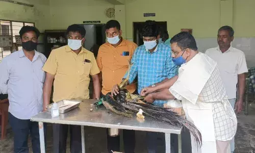காயமுற்று பறக்க முடியாத ஆண் மயிலுக்கு சிகிச்சை காயமுற்று பறக்க முடியாத ஆண் மயிலுக்கு சிகிச்சை