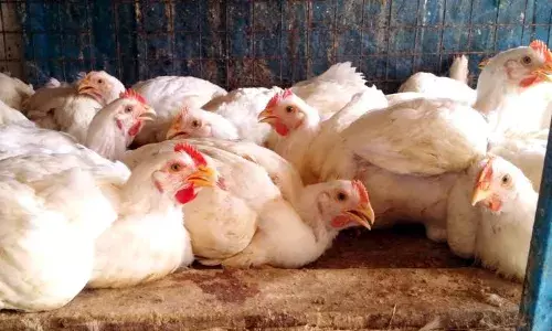 கறிக்கோழி விலை சரிவு: பண்ணையாளர்களுக்கு 1 வாரத்தில் ரூ.150 கோடி இழப்பு