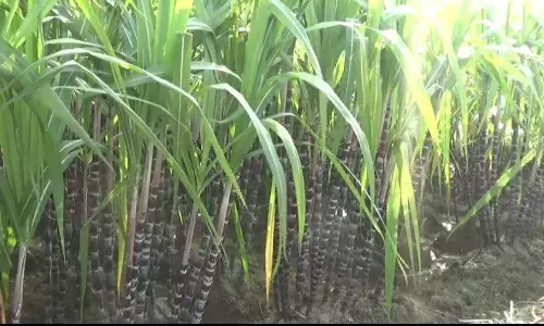 கரும்பு விற்பனை செய்ய முடியவில்லை: அதிகாரிகள் மீது விவசாயிகள் புகார்
