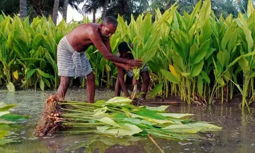 நெருங்கும் தைப்பொங்கல்: மஞ்சள் குலை அறுவடையில் விவசாயிகள் மும்முரம்