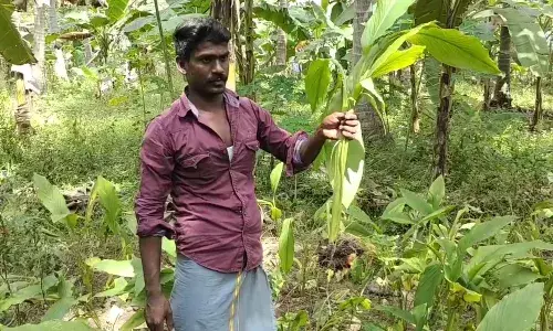 விளைச்சல் பாதிப்பால் பொங்கல் மஞ்சளுக்கு மவுசு: விவசாயிகள் நம்பிக்கை