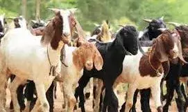 தாசபாளையத்தில் கால்நடைகளுக்கு சிகிச்சை முகாம்