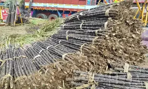 பொங்கல் பண்டிகை - குமரியில் குவிந்த மஞ்சள் குலை மற்றும் கரும்பு