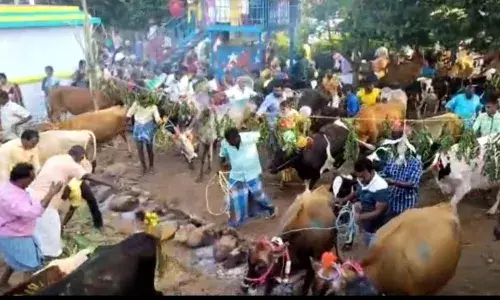 தர்மபுரி அருகே கிராம ஒற்றுமைக்காக மக்கள் ஒன்றுகூடி பொங்கல் வைத்து கொண்டாட்டம் தர்மபுரி அருகே கிராம ஒற்றுமைக்காக மக்கள் ஒன்றுகூடி பொங்கல் வைத்து கொண்டாட்டம்