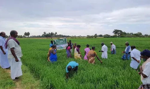 புளியக்குடியில் வயல்வெளி பயிற்சி பள்ளி: ஆர்வமுடன் பங்கேற்ற விவசாயிகள்
