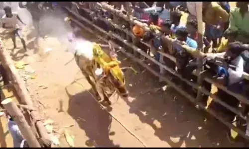 கிருஷ்ணகிரி அடுத்த கரடிகுறியில் எருது விடும் விழா: 400 காளைகள் பங்கேற்பு