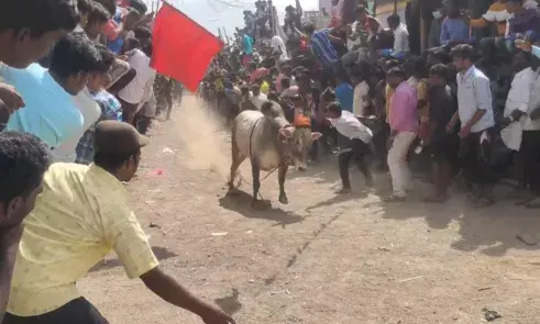 காளை விடும் விழாவுக்கு அனுமதி கோரி போராட்டம்