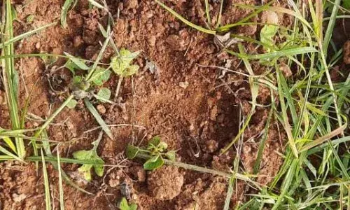 திருப்பூர் பகுதிக்கு இடம் மாறியதா சிறுத்தை? தீவிர கண்காணிப்பு