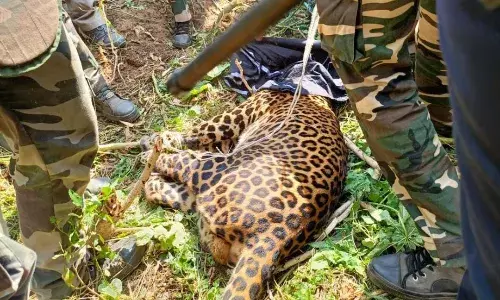 திருப்பூரை அச்சுறுத்திய சிறுத்தை சிக்கியது: பொதுமக்கள் நிம்மதி