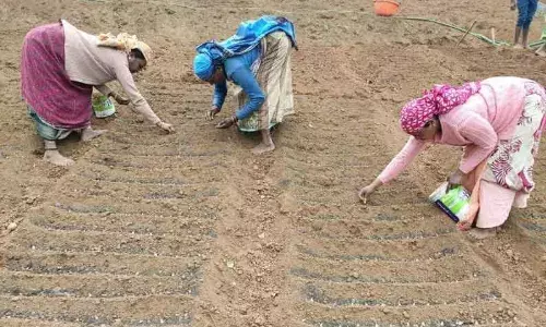 பயறு வகைகளில் அதிக மகசூல் பெறுவது எப்படி? வேளாண்மை விஞ்ஞானி தகவல்