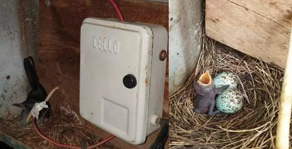 குருவிக்குஞ்சுகளை காப்பாற்ற 35 நாட்கள் இருளில் மூழ்கிய கிராமம் குருவிக்குஞ்சுகளை காப்பாற்ற 35 நாட்கள் இருளில் மூழ்கிய கிராமம்