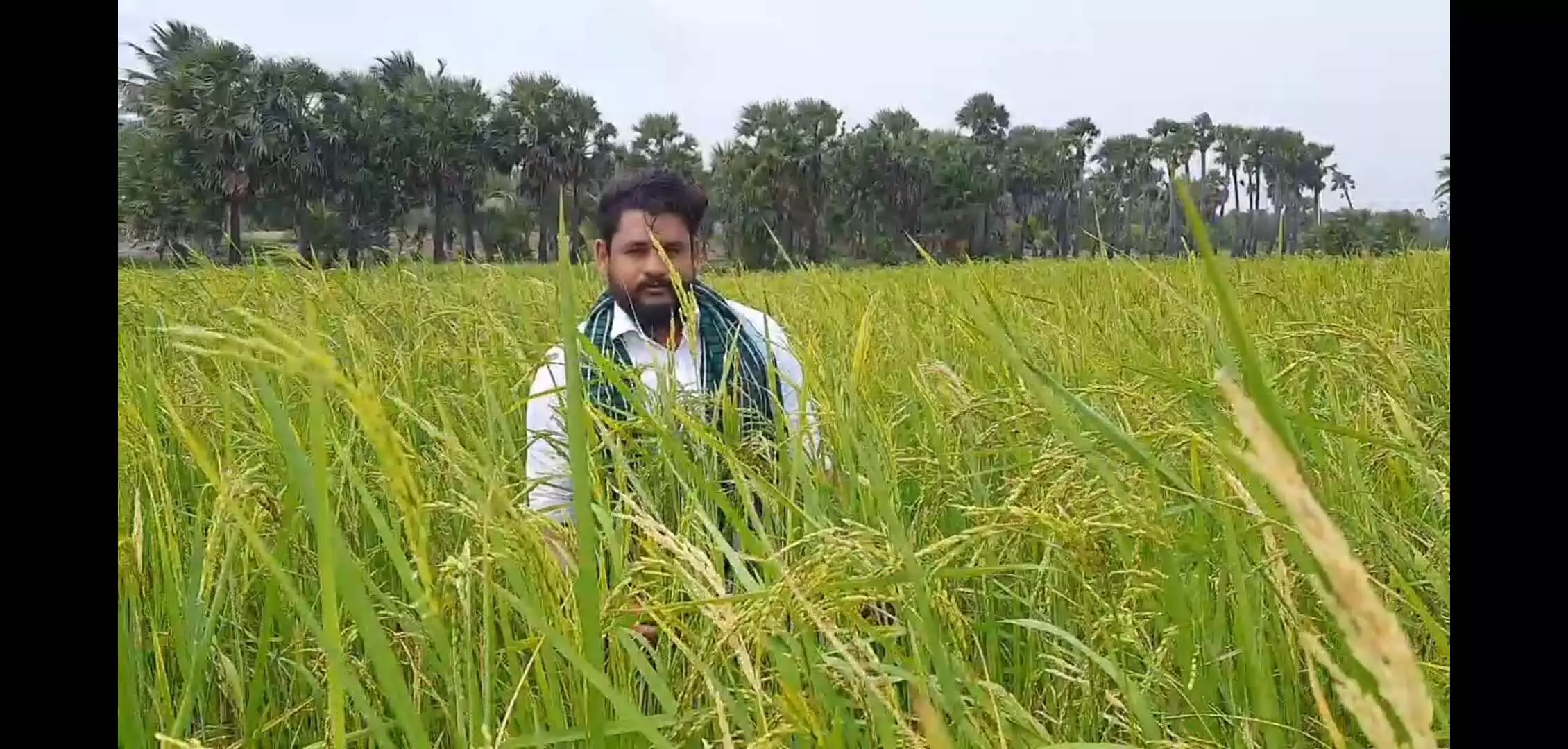 நாகை அருகே உவர் மண்ணில் மாப்பிள்ளை சம்பா சாகுபடி செய்து பட்டதாரி சாதனை நாகை அருகே உவர் மண்ணில் மாப்பிள்ளை சம்பா சாகுபடி செய்து பட்டதாரி சாதனை