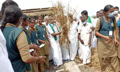 மன்னார்குடி அருகே பாரம்பரிய கருப்பு கவுணி நெல் அறுவடை திருவிழா