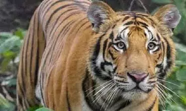 2ம் ஆண்டில் அடியெடுத்து வைக்கும் ஸ்ரீவில்லிபுத்துார் மேகமலை புலிகள் காப்பகம் 2ம் ஆண்டில் அடியெடுத்து வைக்கும் ஸ்ரீவில்லிபுத்துார் மேகமலை புலிகள் காப்பகம்