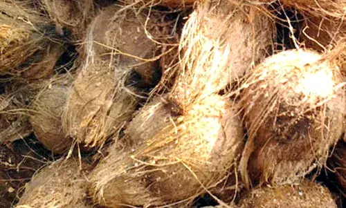 ப.வேலூரில் ரூ.59 ஆயிரம் மதிப்புள்ள தேங்காய் ஏலத்தில் விற்பனை