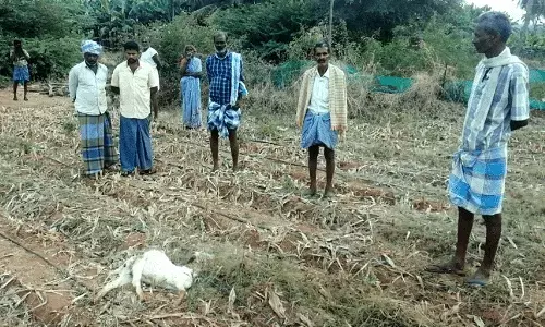 சத்தியமங்கலம் அருகே ஆடுகளை கடித்து கொன்ற சிறுத்தைப்புலி