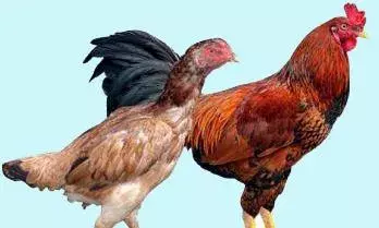 நாமக்கல் கால்நடை மருத்துவ கல்லூரியில் இலவச கோழி வளர்ப்பு பயிற்சி