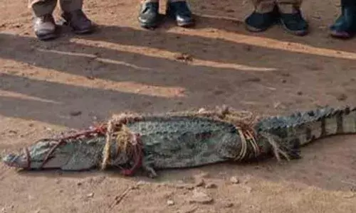 திருக்காட்டுப்பள்ளி அருகே  மாட்டுக்கொட்டகையில் புகுந்த முதலை