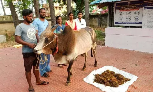 ஜல்லிக்கட்டு காளையின் வயிற்றில் இருந்து 35 கிலோ பாலீதீன், இரும்பு கம்பி அகற்றம்