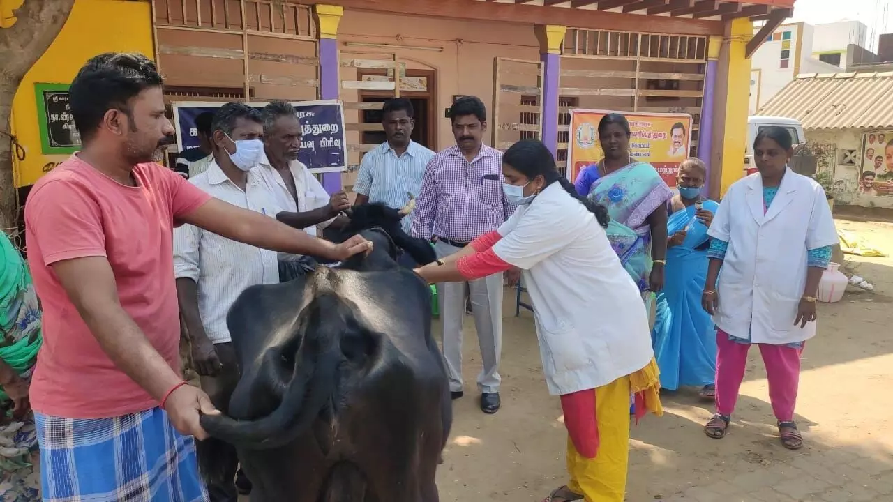 மதுரை அருகே காளிகாப்பான் கிராமத்தில் கால்நடை சிறப்பு மருத்துவ முகாம் மதுரை அருகே காளிகாப்பான் கிராமத்தில் கால்நடை சிறப்பு மருத்துவ முகாம்