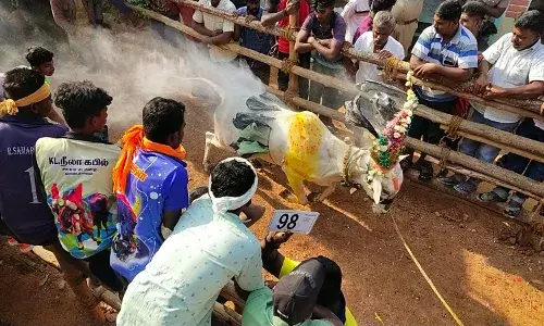 ஆம்பூர் அருகே எருது விடும் விழா: 250க்கும் மேற்பட்ட காளைகள் பங்கேற்பு..