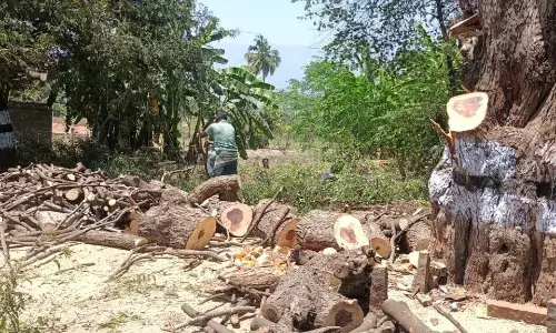 பெரியகுளம் ரோட்டோரம் புளியமரங்கள் வெட்டப்படுவதால் மக்கள் கடும் அதிருப்தி பெரியகுளம் ரோட்டோரம் புளியமரங்கள் வெட்டப்படுவதால் மக்கள் கடும் அதிருப்தி