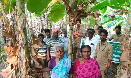 சேரன்மகாதேவி வட்டார விவசாயிகளுக்கு சூடோஸ்டெம் ஊசி விழிப்புணர்வு சேரன்மகாதேவி வட்டார விவசாயிகளுக்கு சூடோஸ்டெம் ஊசி விழிப்புணர்வு