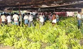 அந்தியூர் புதுப்பாளையத்தில் ரூ.6.25 லட்சத்துக்கு வாழைத்தார் ஏலம்