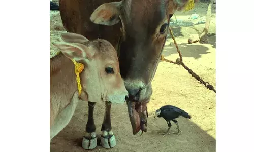 நாட்டு வெடிகுண்டு வெடித்து உயிருக்கு போராடி வந்த பசுமாடு உயிரிழப்பு