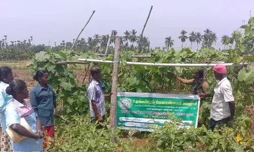 வெள்ளரியில் மகசூல் அதிகரிக்கும் முறையை விளக்கிய வேளாண் கல்லூரி மாணவிகள்
