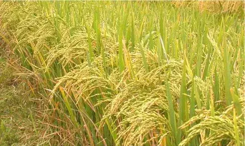 தேவதானப்பட்டி அருகே நெல் கொள்முதல் நிலையம் அமைக்க விவசாயிகள் வலியுறுத்தல் தேவதானப்பட்டி அருகே நெல் கொள்முதல் நிலையம் அமைக்க விவசாயிகள் வலியுறுத்தல்