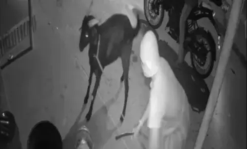 கோவிலுக்கு நேர்ந்து விட்ட ஆட்டை ஆட்டைய போட்ட மர்ம நபர்கள்