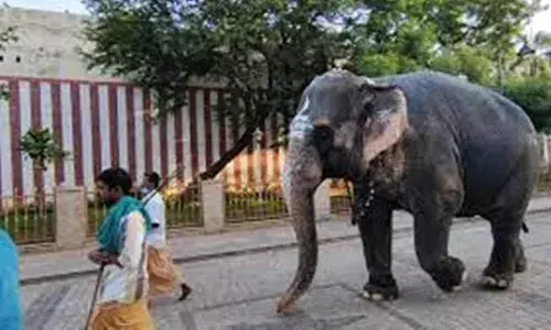 மதுரை மீனாட்சியம்மன்  கோயில் யானைக்கு குளியல் தொட்டி அமைக்கும் பணி தொடக்கம்