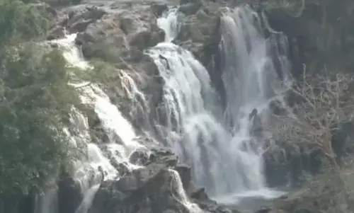 வனத்தில் வறட்சி: விலங்குகளுக்காக உதகை காமராஜர் அணையில் நீர்திறப்பு