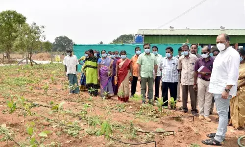 பெருந்துறை அருகே நாற்றுப்பண்ணையில் கலெக்டர் கிருஷ்ணனுண்ணி ஆய்வு
