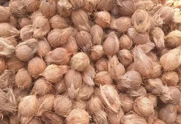 பவானி ஒழுங்குமுறை விற்பனை கூடத்தில் ரூ.15 ஆயிரத்துக்கு தேங்காய் ஏலம் பவானி ஒழுங்குமுறை விற்பனை கூடத்தில் ரூ.15 ஆயிரத்துக்கு தேங்காய் ஏலம்