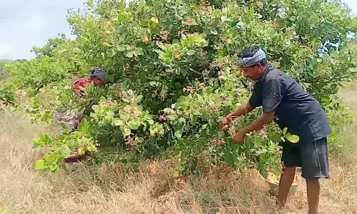 முந்திரி பழத்திற்கு விலை நிர்ணயம் செய்ய அரசுக்கு விவசாயிகள் கோரிக்கை