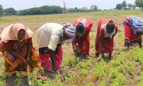 பருத்தி நடவுக்காக வயல் வெளிகளில் களை எடுக்கும் பணி மும்முரம் பருத்தி நடவுக்காக வயல் வெளிகளில் களை எடுக்கும் பணி மும்முரம்