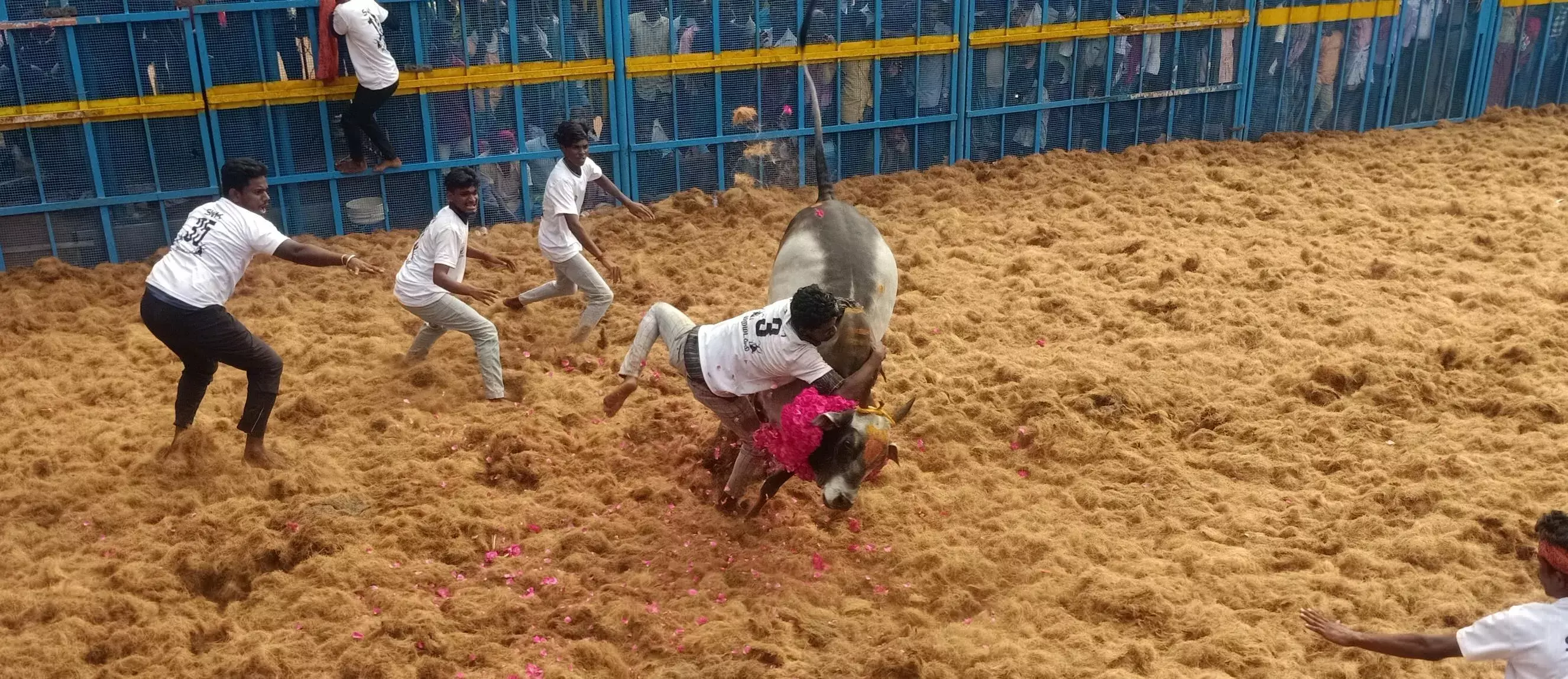 ஆலங்குடி அருகே மரமடக்கி கிராமத்தில் ஜல்லிக்கட்டு போட்டி
