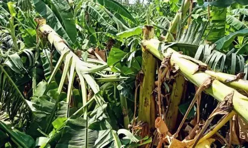 சின்னமனுாரில் சூறைக்காற்று:  பல கோடி ரூபாய் வாழை சேதம்