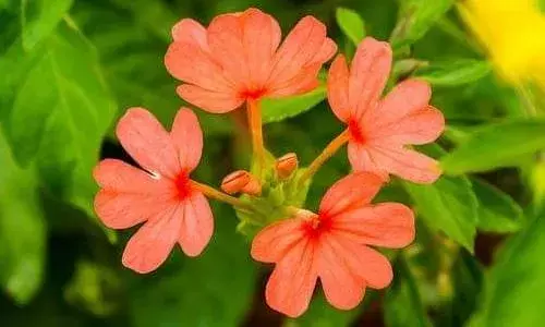 சத்தியமங்கலம் தினசரி பூ மார்க்கெட் இன்றைய விலை நிலவரம்