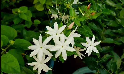 சத்தியமங்கலம் தினசரி பூ மார்க்கெட் இன்றைய (12ந் தேதி) நிலவரம்