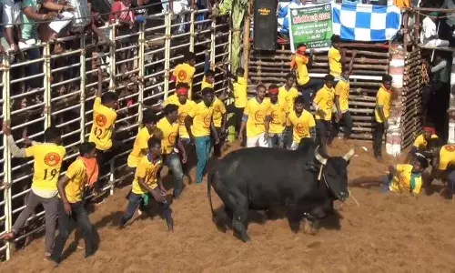 திருமலைச்சமுத்திரத்தில் ஜல்லிகட்டு- 350 மாடுபிடி வீரர்கள் பங்கேற்பு