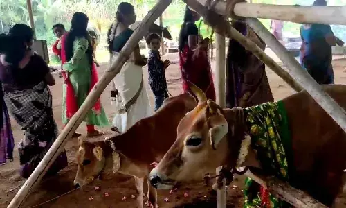 தமிழ் புத்தாண்டை முன்னிட்டு  குமரியில் நடைபெற்ற கோமாதா பூஜை