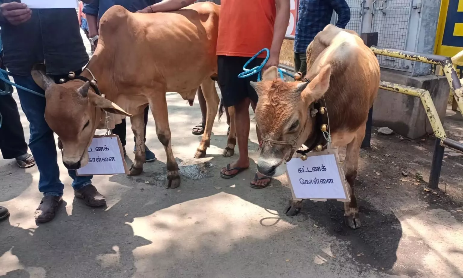 காளை மாடு கன்றுகளுடன் வந்து கோவை ஆட்சியர் அலுவலகத்தில் மனு காளை மாடு கன்றுகளுடன் வந்து கோவை ஆட்சியர் அலுவலகத்தில் மனு
