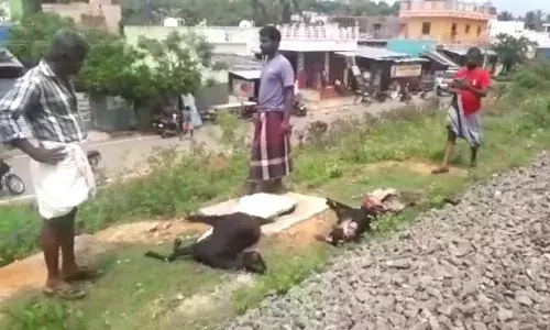 அம்பாசமுத்திரம் அருகே ரயிலில் அடிபட்டு 15 ஆடுகள் சாவு அம்பாசமுத்திரம் அருகே ரயிலில் அடிபட்டு 15 ஆடுகள் சாவு