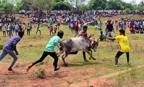 புதுக்கோட்டை மாவட்டம் திருமயம் அருகே  நடைபெற்ற மஞ்சுவிரட்டு போட்டி