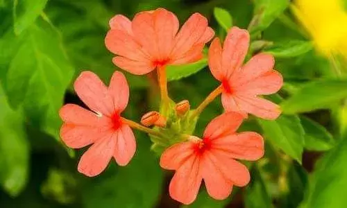 சத்தியமங்கலம் தினசரி பூ மார்க்கெட் இன்றைய (21ந் தேதி) நிலவரம்